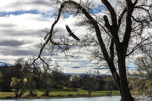 Appalachia Wall Art featuring the photograph Smoky Mountains Eagle Soars by Theresa D Williams Smoky Mountains
