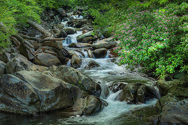 Appalachia Wall Art featuring the photograph Smoky Mountains Laurel by Theresa D Williams Smoky Mountains