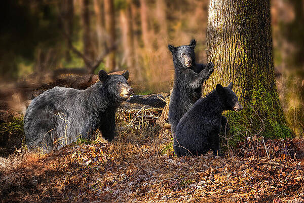 Three Bears in the Forest Photograph