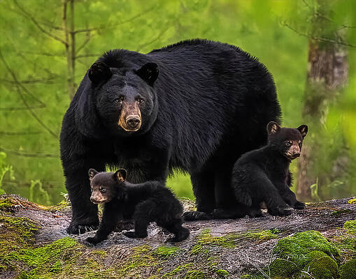Mother Bear with Two Cubs Photograph