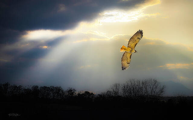 Sky Photograph - Smoky Mountains Red Tail At Sunset by Theresa D Williams Smoky Mountains