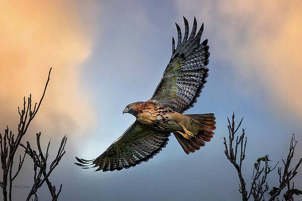 Sky Photograph - Smoky Mountains Red Tail Hawk by Theresa D Williams Smoky Mountains