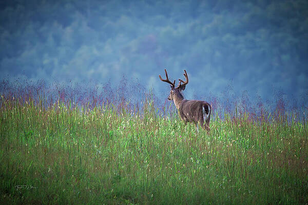 Solitary Deer in Open Field Wall Art