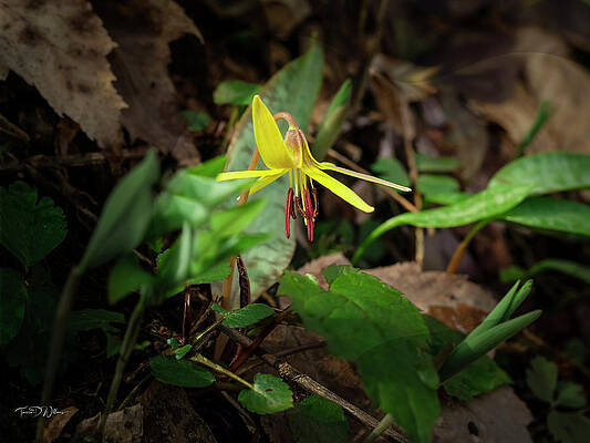 Appalachia Wall Art featuring the photograph Smoky Mountains Trout Lily by Theresa D Williams Smoky Mountains