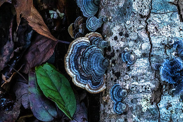 Appalachia Wall Art featuring the photograph Smoky Mountains Turkey Tail by Theresa D Williams Smoky Mountains
