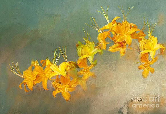 Smoky Photograph - Smoky Mountains Wildflower Flame Azaleas by Theresa D Williams Smoky Mountains