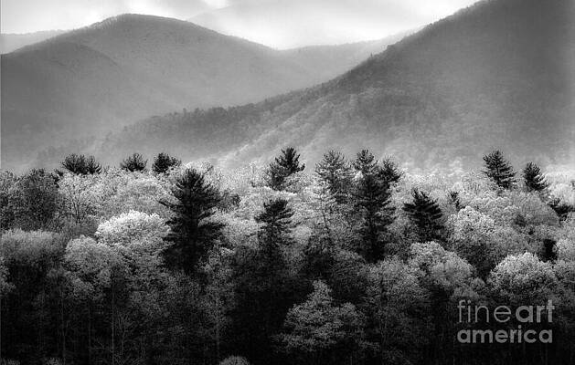 Serene Mountain and Forest Landscape Wall Art