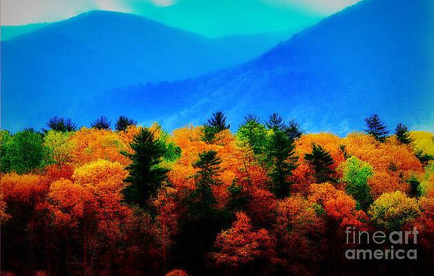 Vibrant Autumn Forest Photograph