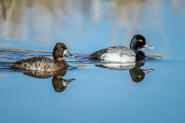Nature Photograph - Smooth Sailing by Tim Lyden