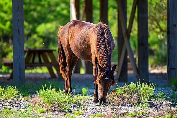 Nature Photograph - Snack Time At The Outer Banks by Anthony Hightower