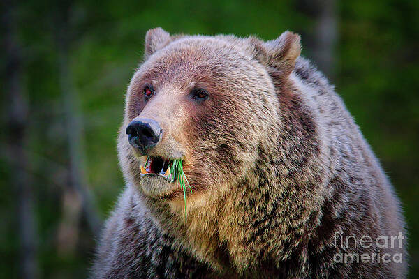 Wild Wall Art featuring the photograph Snacking Grizzly by Thomas Nay
