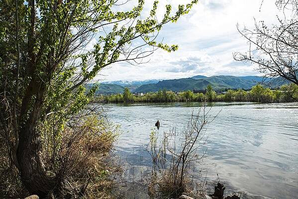May Photograph - Snag In The Columbia River by Tom Cochran