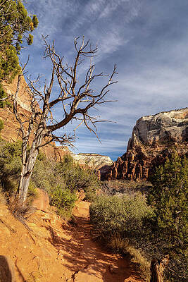 Desert Photograph - Snag Tree Along The Trail by Craig A Walker
