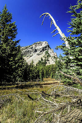 Mountain Photograph - Snag Tree by Craig A Walker