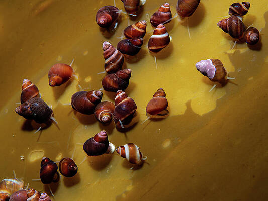 Wall Art featuring the photograph Snails At The Kelp Buffet by Brian Weber