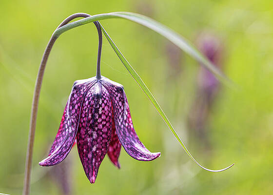 Solitary Snake's Head Flower Wall Art