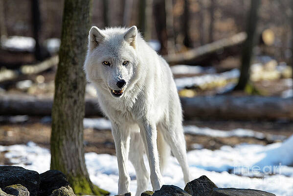 Wall Art featuring the photograph Snarling White Wolf by Rehna George