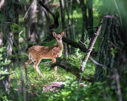 Country Wall Art featuring the photograph Sneaky Shadows by James Overesch