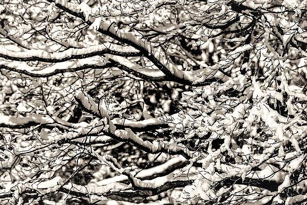 Wall Art featuring the photograph Snow Branch by John Linnemeyer