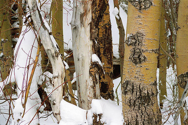 Tree Photograph - Snow Covered Aspen Bark, Mammoth Lakes, Californa by Bonnie Colgan
