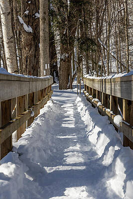 Snowy Walkway Through Forest Photograph