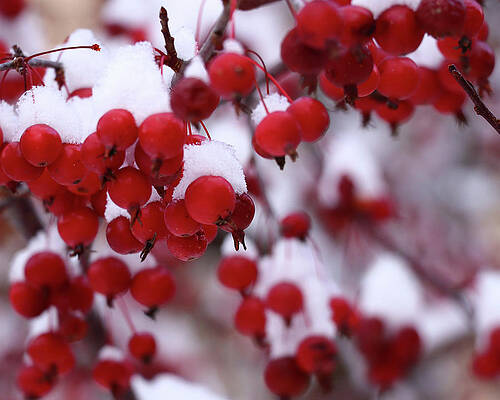 Photograph - Snow-covered Cranberries by Robert Allen Hill