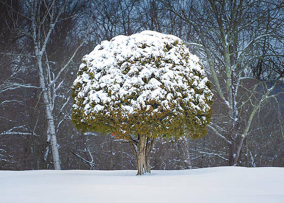 Snow-Covered Tree in Winter Landscape Wall Art
