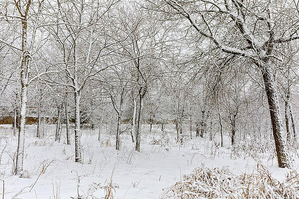 Winter Wall Art featuring the photograph Snow Covered Greenbelt 2 by Kelley King