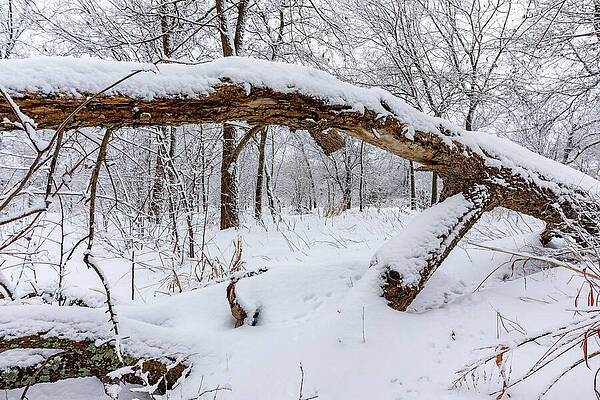 Winter Wall Art featuring the photograph Snow Covered Greenbelt With Fallen Tree by Kelley King