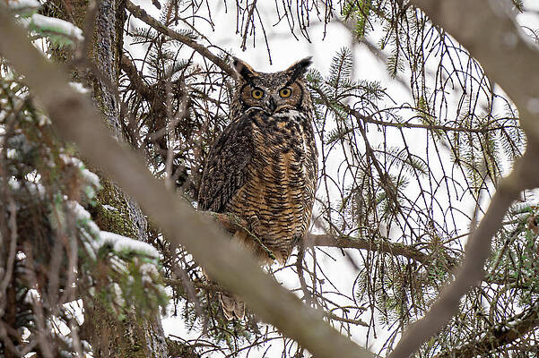 Large Photograph - Snow Covered by James Overesch