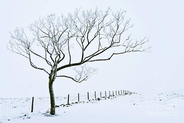 Dramatic Photograph - Snow Covered Tree And Fence, Peak District, England by Neale And Judith Clark