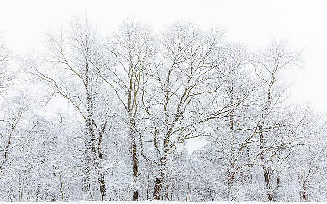 Snow-Covered Trees in Winter Photograph