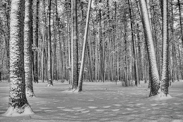 Wis Photograph - Snow Covered White Pine Trees by Dale Kauzlaric