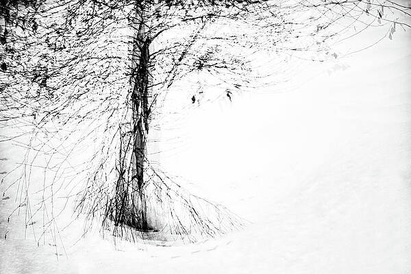 Tree Photograph - Snow Dance by Ursula Abresch