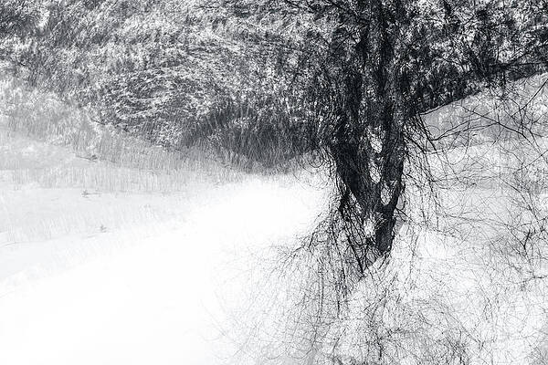 Tree Photograph - Snow Dancer by Ursula Abresch