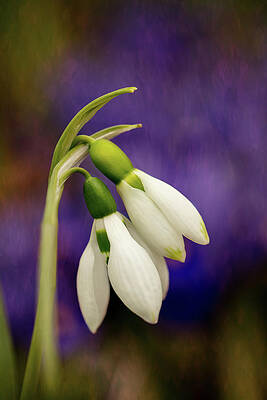 Wall Art featuring the photograph Snow Drops by Mary Jo Allen
