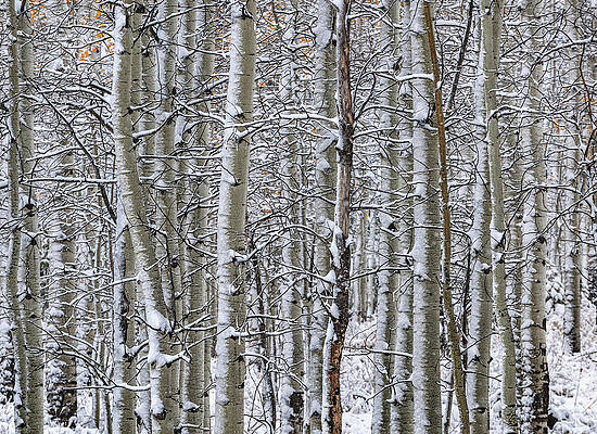 American Photograph - Snow Dusted Aspens 1, Utah by Abbie Warnock