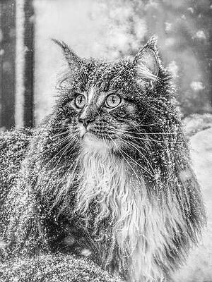 Photograph - Snow Experience 3 by Jaroslav Buna