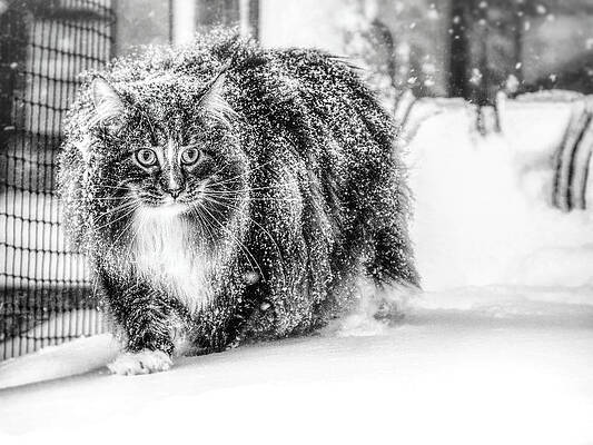 Snow Experience Print