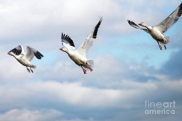 Bird Wall Art featuring the photograph Snow Geese In Flight by Rehna George