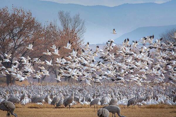 Wall Art featuring the photograph Snow Geese Lift Off Over Sandhill Cranes  Bosque Del Apache, New Mexico by Rebecca Herranen