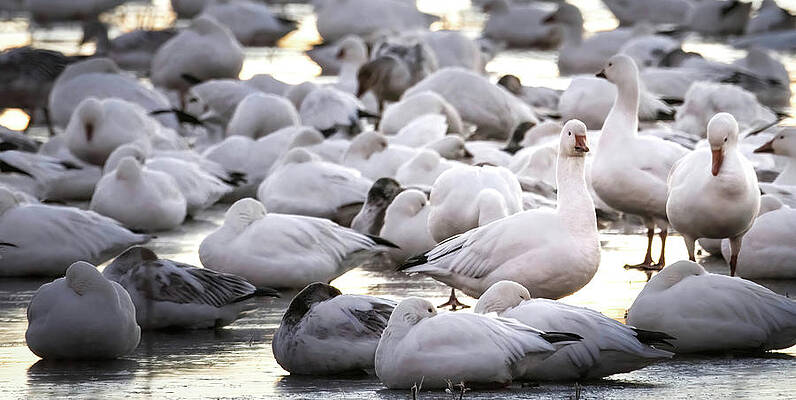 Wall Art featuring the photograph Snow Geese On Ice by Rebecca Herranen