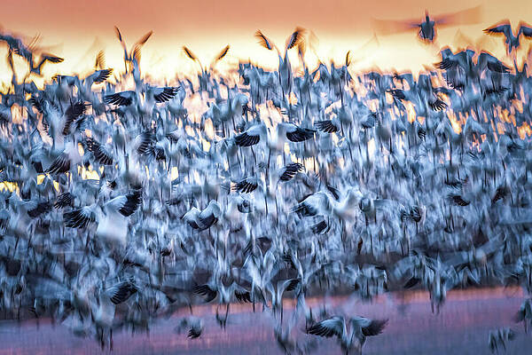 Wall Art featuring the photograph Snow Geese Tempest Over Bosque Waters by Rebecca Herranen