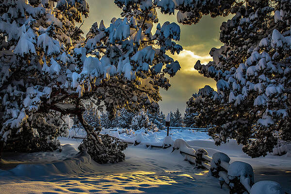 Oregon Photograph - Snow Glow by Tim Lyden
