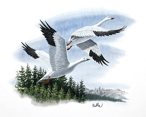 Tree Painting - Snow Goose by Don Balke