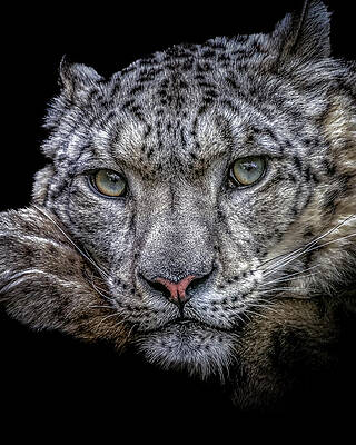 Natural Wall Art featuring the photograph Snow Leopard By Chris Boulton by Chris Boulton