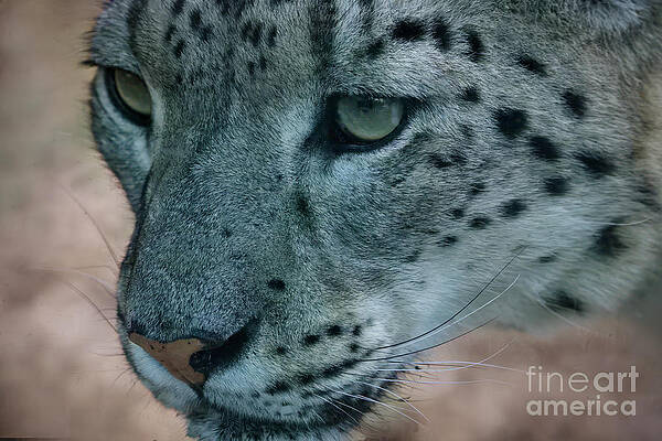 Wild Wall Art featuring the photograph Snow Leopard Close-up by Thomas Nay