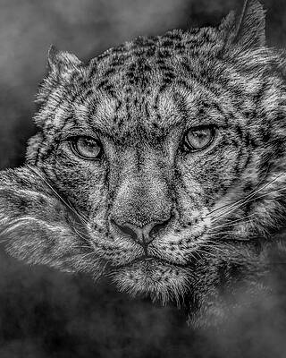 Natural Wall Art featuring the photograph Snow Leopard In The Fog by Chris Boulton