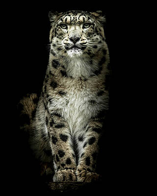 Photograph - Snow Leopard Portrait by Chris Boulton