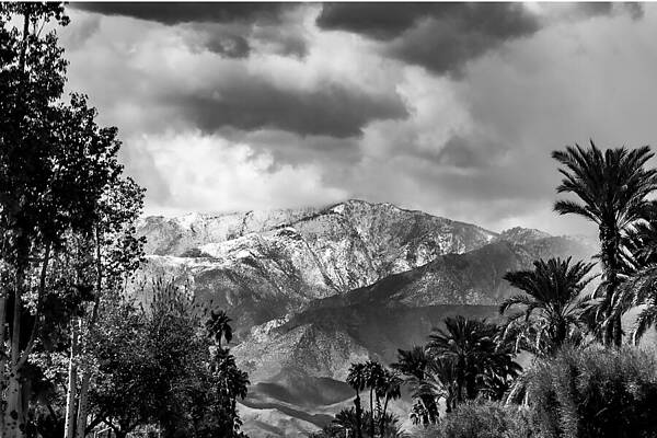 Tree Photograph - Desert  Peaked Mountain Contrast On A Cloudy Day by Bonnie Colgan